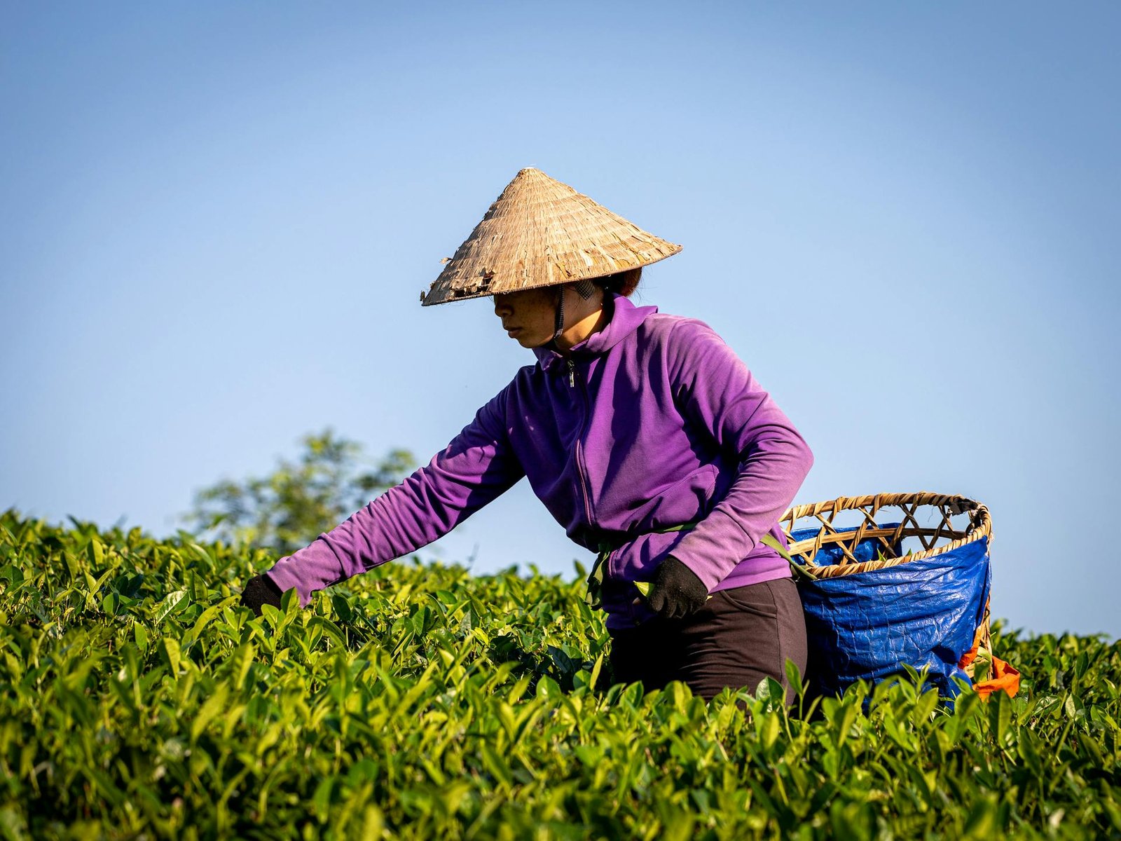 Bangladesh agriculture landscape